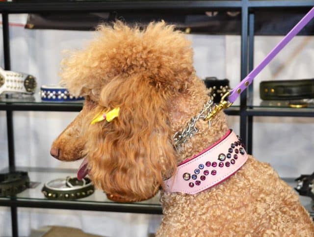 Poodle love 🐩💗

This pretty pink collar is available on our website ❣️

Would like to customize it ? Let us know 💌

Visit us at dantescloset.ca 🛒

#poodle #poodles #poodlesofinstagram #poodlesdaily #dogs #dogsofinsta #dogslife #dogcollar #dantesclosetcollars #dogsofig #lovedogs #dogsoninstagram #dogsoftoronto
