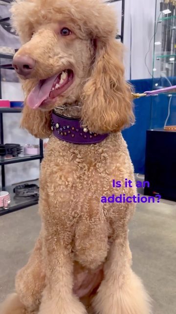 When someone asks you how many dog collars you owe 🫠

There’s always room for more ☝️

Find luxury leather collars at dantescloset.ca🛒

#dogs #dogsofinstagram #dogslife #dogsofig #poodle #poodles #poodlesofinstagram #poodlemix #poodle🐩#dogsandpals #dogslovers #dogsoftheworld