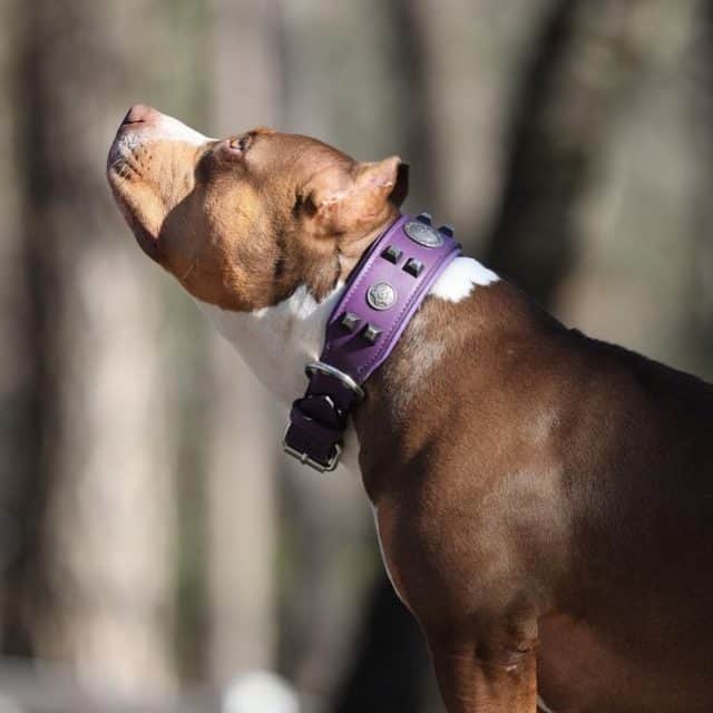 Unique leather gear for all sizes 🐾💜

Visit us at dantescloset.ca 🛒
#dogs #dogstagram #dogsofig #dogsdaily #dogsthathike #lovedogs #dogslovers #americanbully #bullybreed #bullylife #bullylove #bullyworld #dogsthathike