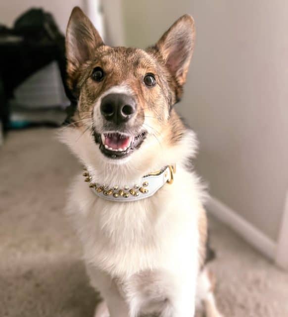 Feeling fancy 😎

1.5” width 24k Collar 
Luxury leather gear in all sizes and widths ⬇️

Find this collar at dantescloset.ca 🛒

#dogs #dogslife #dogsofig #dogsworld #cutedogs #dogsarelife #dogcollar #dogslovers #dogsofcanada #funnydogs #pup #instadog #instadaily