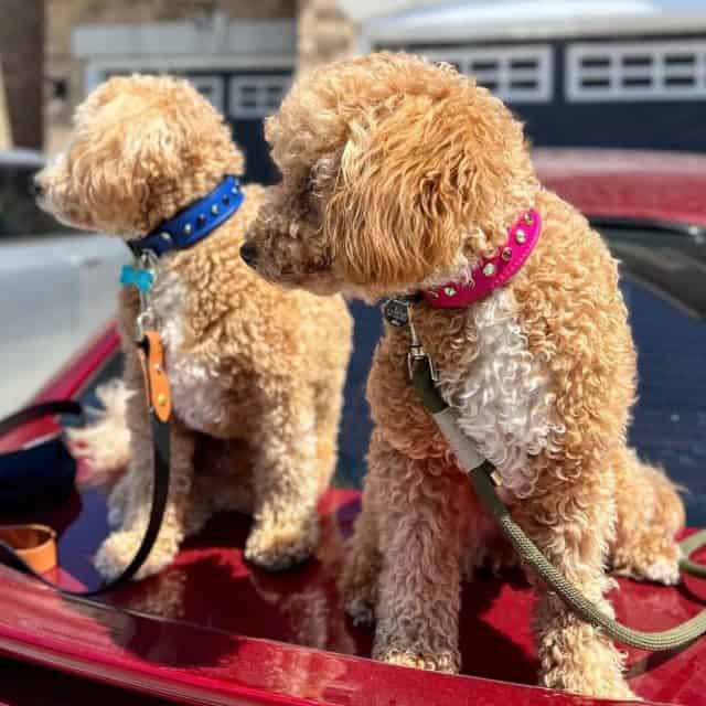 Out and about 👒🎩

Check out our small dog collar collection at dantescloset.ca 🛒

#dogs #dogsofinstagram #pup #puppy #puppies #puppiesofinstagram #puppylove #dogsdaily #dogslovers #instagramdogs