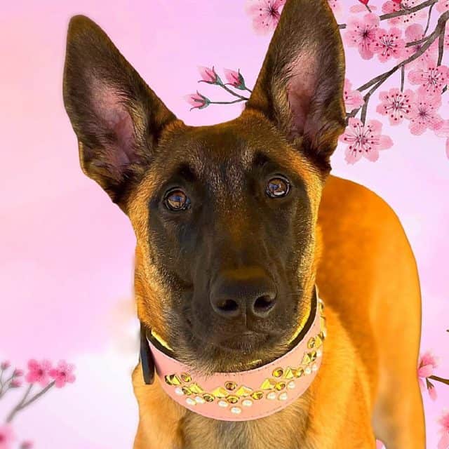 Get out there and live a little 🌸🐾

Fiji Dog Collar 🎀

– Solid brass hardware with screw back accessories
– Light pink base and Gold leather padding
– Gold pyramids, rainbow colored gems with pearls
– Collar: 2″ width, available in 14” and up. 

Find this beautiful dog collar at dantescloset.ca 🛒🛍️

#dogs #dogsofinstagram #dogslife🐾 #dogsworld #dantesclosetcollars #dogsthathike #instadogs #dogsarefamily #instadogs #dogsarefamily #dogsofcanada #dogsofmelbourne #dogs_of_instagram #malinois #malinoislovers #malinoisofinstagram
