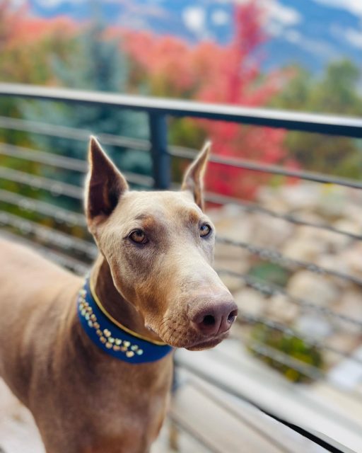 "Sleek, loyal, and always camera-ready. 📸🖤 #DobermanDapper"

Swipe ➡️➡️

Find awesome gear at dantescloset.ca #dantesclosetcollars 

#dogs #dogsofinstagram #dogslife #dogsofig #dogsandpals #dogsthathike #cutedogs #instadogs #cutedogs #dogsarefamily #doberman #dobermanclub #dobermanpuppy #dobermann