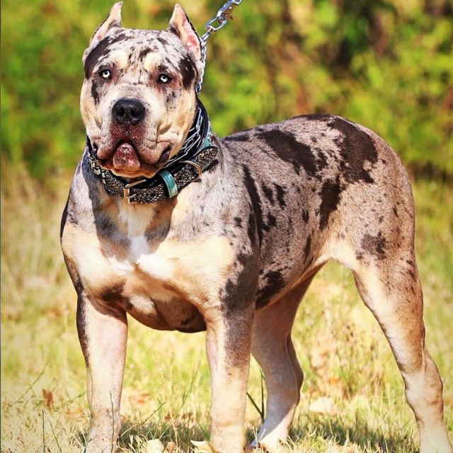 Stunning 🤩 📸

Custom collars available in cool leather colours ✔️

Visit us at dantescloset.ca 🛒

#dogs #americanbullyxxl #americanbully #bully #bullybreed #bullylove #bullyworldwide #bullyinstagram #bullylovers #dogs #dogsofinstagram #dogslife #dogcollar