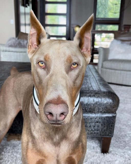 Bruno judging your Monday morning outfit 😒

Find all styles in dog collars at dantescloset.ca 😎

#dogs #dogsofinstagram #dogstagram #doberman #dobermanpride #dobermanpuppy #dobermanlove #dogs #dogstagram #dogsofinsta #dogcollar #dantesclosetcollars #dogsloversclub