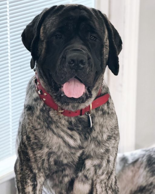 Over 100 plus pounds of love ❤️ 🦍

Open to custom dog collars, visit us at dantescloset.ca 🛒

#dantescloset #dantesclosetcollars #dogs #dogsofinstagram #dogstagram #dogsofinsta #dogsofwilmington #dogsofpalmbeach #dogsofinstaworld #dogsdaily