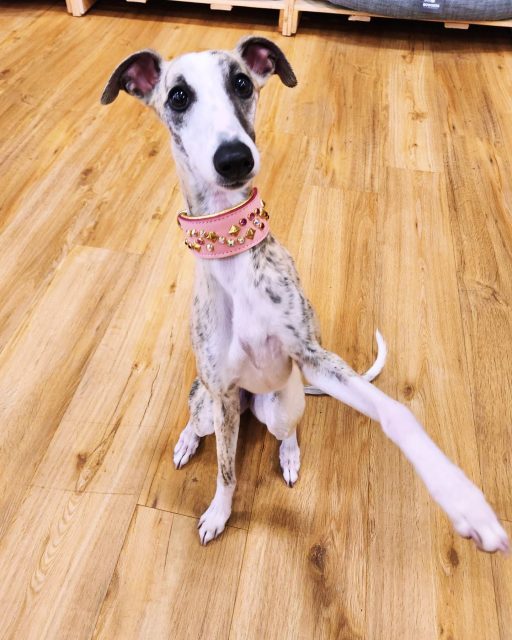 Isn’t she lovely ? 🥹🐾

Luxury Gear for all dogs

#dantesclosetcollars #dogs #dogstagram #dogslife #dogseatraw #greyhound #greyhounds #dogsofig