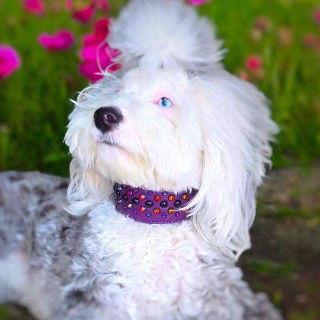 Fancy leather Collars for your pupper 🐾🐶

Visit us in store at 3320 lakeshore boulevard west 📍

OR dantescloset.ca ⬅️

#dogs #dogsofinstagram #dogsofinsta #dogslife #dogsofnaples #dogscorner #dogsdaily #dogsofig #dogsrule #dogsandpals #dogsthathike