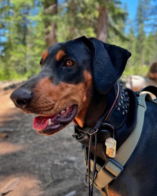 Looking fab while camping 💁🏻‍♀️🐾

Find awesome leather collars at Dantescloset.ca 🛒

#dogs #dogsofinstagram #dogsofinsta #dogsofig #dogsofinstaworld #dogsdaily #dogsrule #dogsthathike