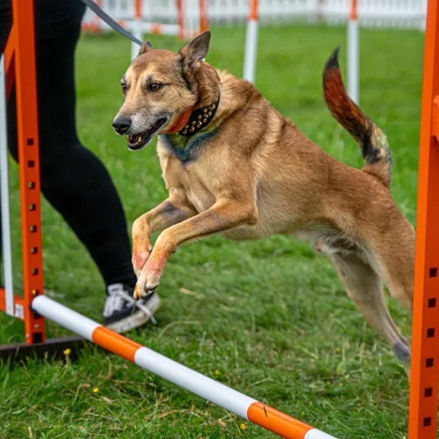 In style for agility 🤪

Visit us at dantescloset.ca for Luxury leather Collars 🐾

#dogs #dogsofinstagram #dogsofinsta #dogslife #dogsofig #dogsofinstaworld #dogscorner #dogsrule #dogsandpals