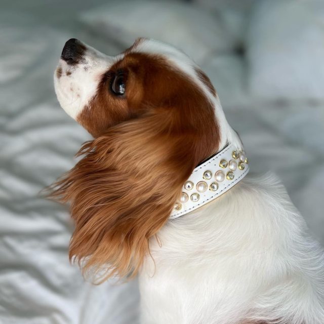 Not sure what’s better, the collar or the hair 😍

Luxury leather collars 💗#dantesclosetcollars 

Check us out at dantescloset.ca 🛒

#dogs #dogsofinstagram #dogslife #dogsrule #dogcollar #dogcollars #dogcollaraddict #dogslovers