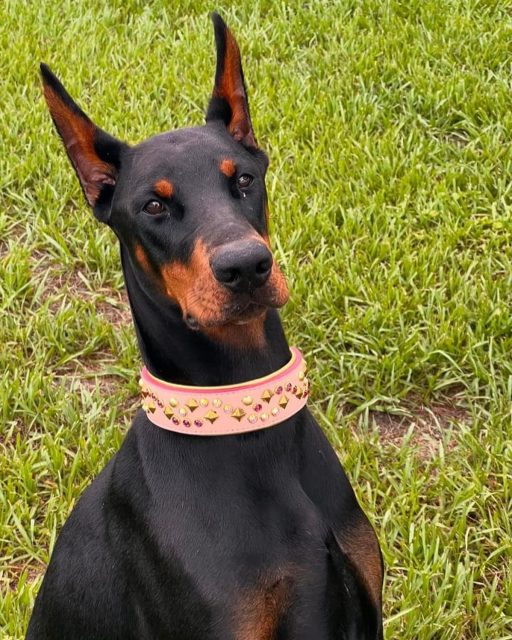 Sitting pretty 💖

Luxury Leather collars for all breeds 🤩

Visit us at dantescloset.ca 🛒

#dogs #dogsofinstagram #dogslife #dogsofig #dogscorner #dogsrule #dogsandpals #dogsthathike