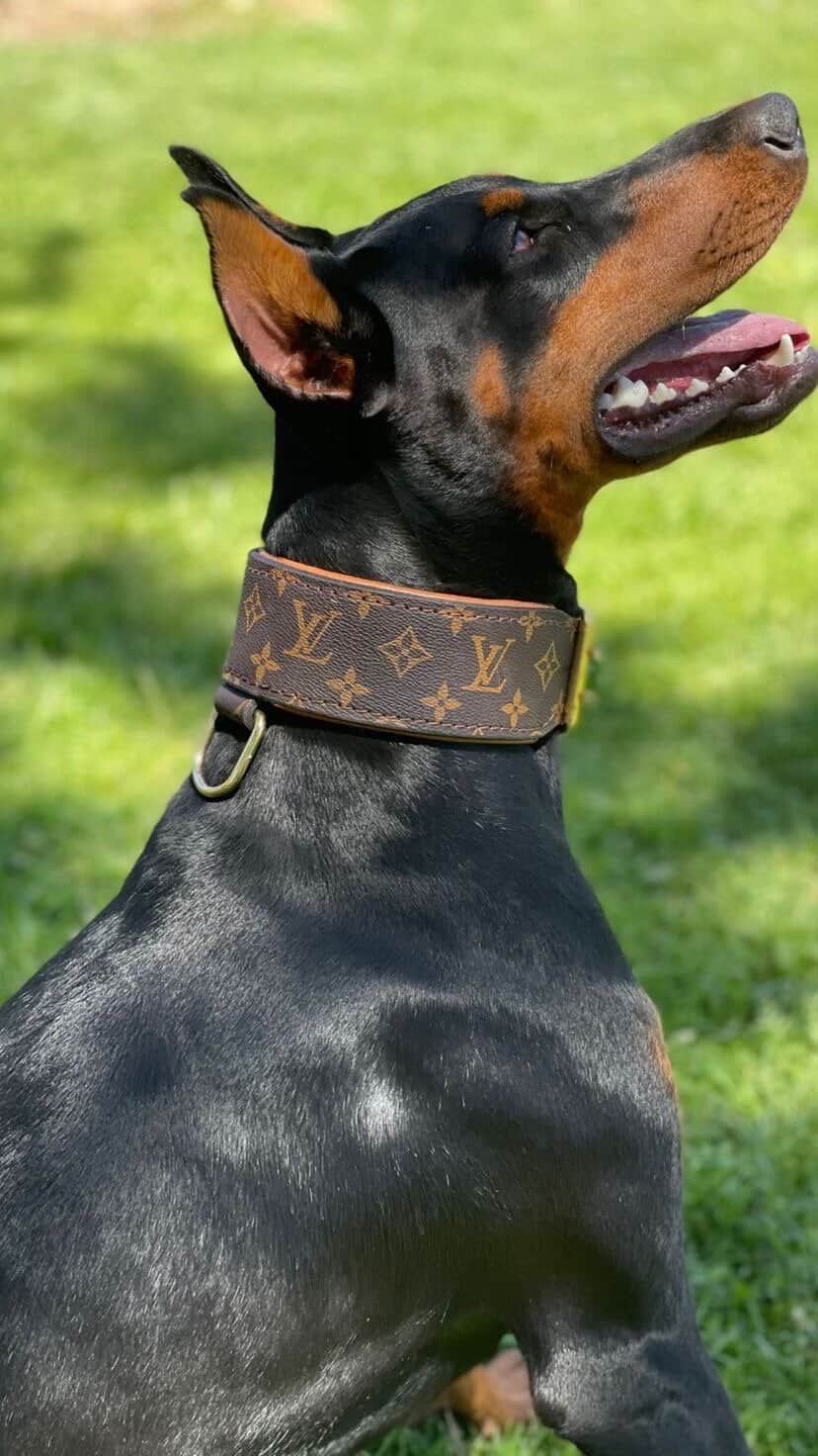 Black Louis V Monogram Harness 100% Buffalo Leather dog collars