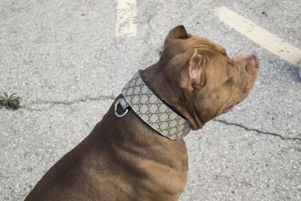 Dante's Closet Buffalo Leather Dog Collar