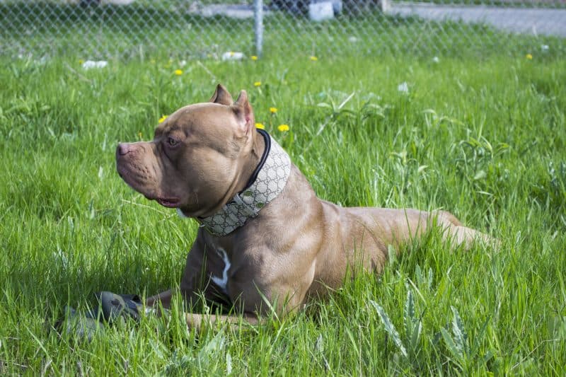 Dante's Closet Buffalo Leather Dog Collar